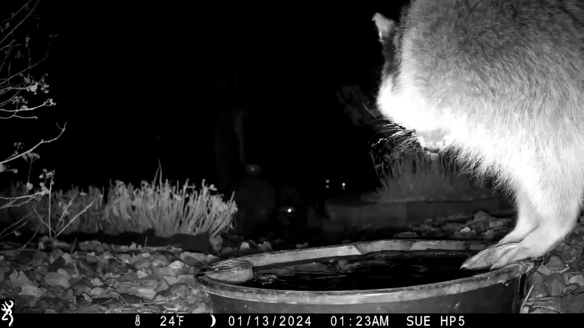 Video: Gau truc xo xat voi nhau trong dem khuya