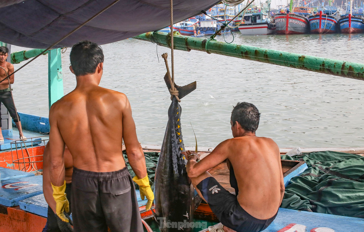 Ngu dan ban ca ngu 40-50 kg vua danh bat tu Truong Sa