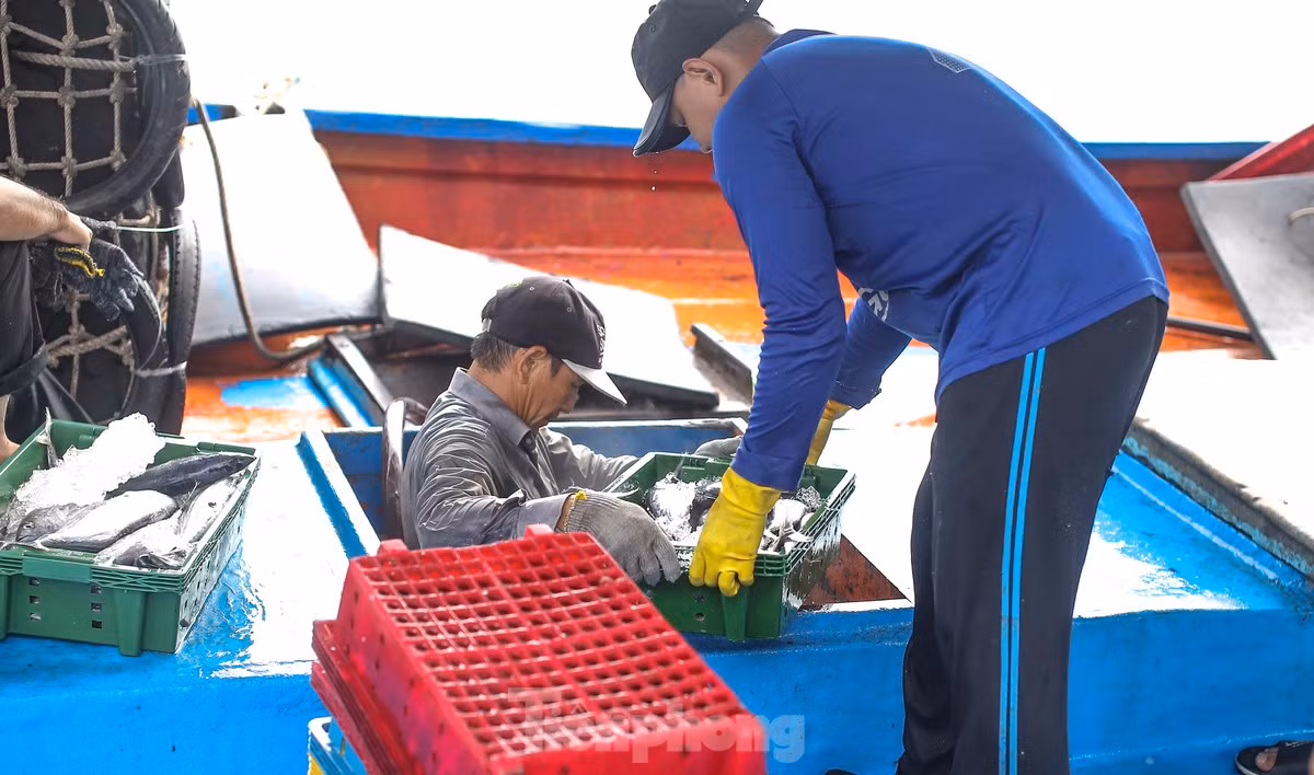 Ngu dan ban ca ngu 40-50 kg vua danh bat tu Truong Sa-Hinh-6
