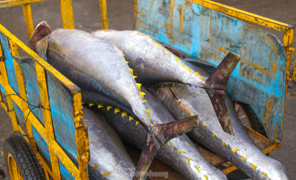 Ngu dan ban ca ngu 40-50 kg vua danh bat tu Truong Sa-Hinh-4