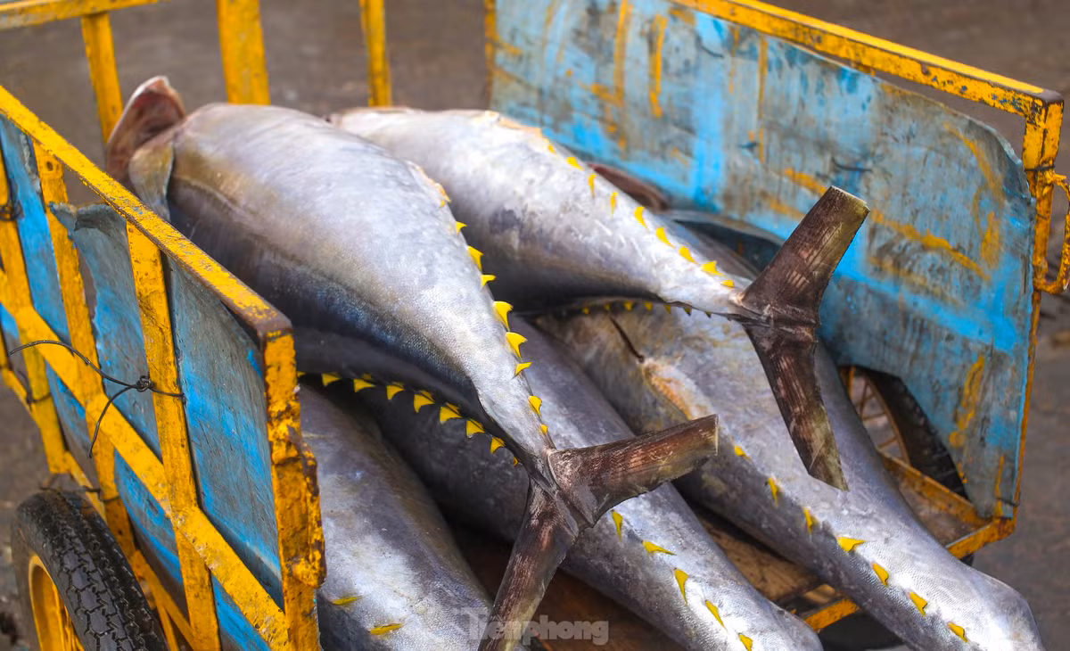 Ngu dan ban ca ngu 40-50 kg vua danh bat tu Truong Sa-Hinh-4