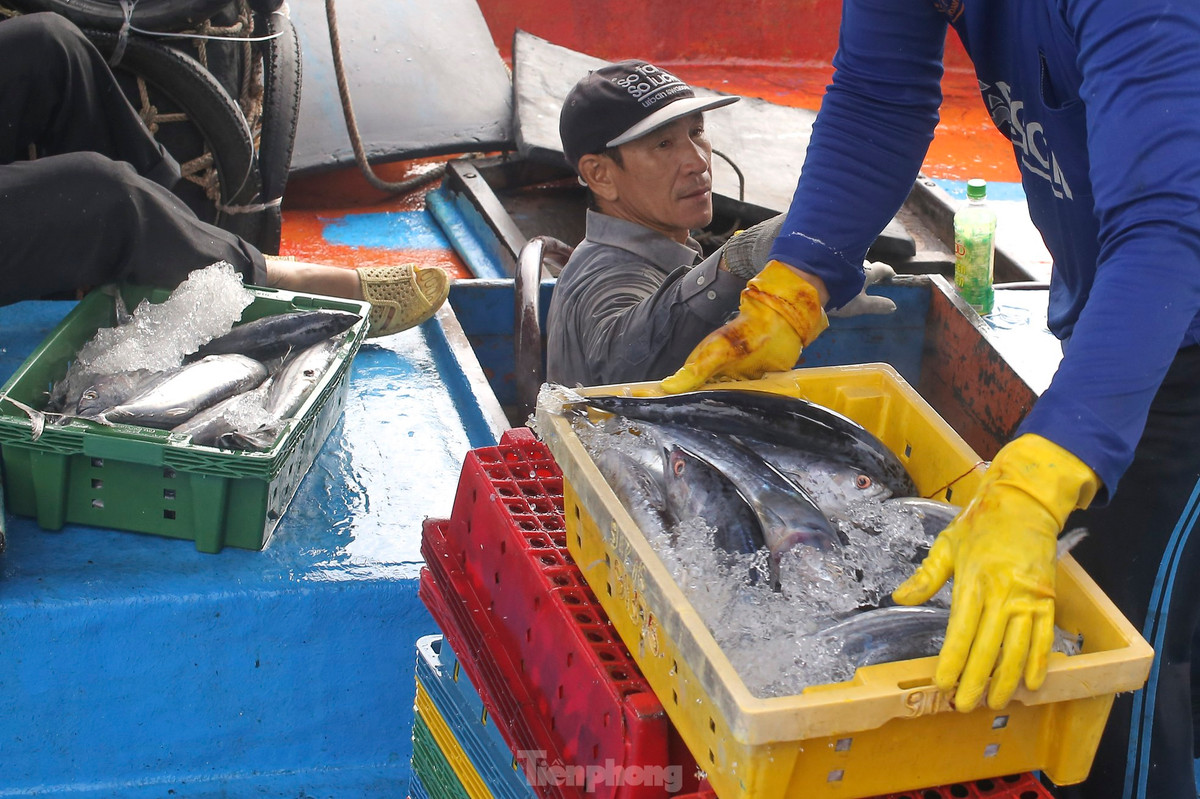 Ngu dan ban ca ngu 40-50 kg vua danh bat tu Truong Sa-Hinh-7