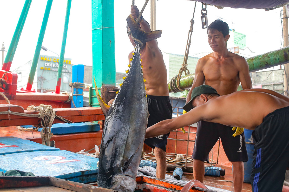 Ngu dan ban ca ngu 40-50 kg vua danh bat tu Truong Sa-Hinh-2