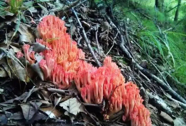 Vao rung san dac san “chan chuot” co gia hon nua trieu/kg-Hinh-4