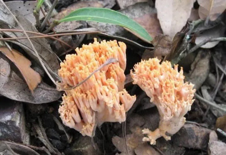 Vao rung san dac san “chan chuot” co gia hon nua trieu/kg-Hinh-2