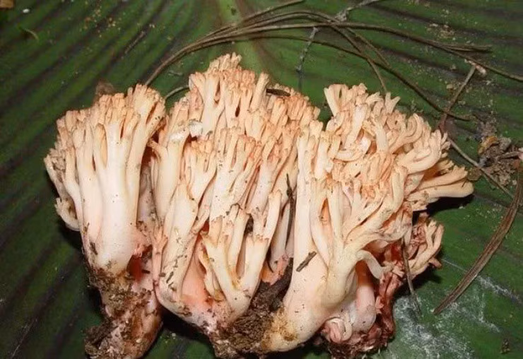 Vao rung san dac san “chan chuot” co gia hon nua trieu/kg-Hinh-5