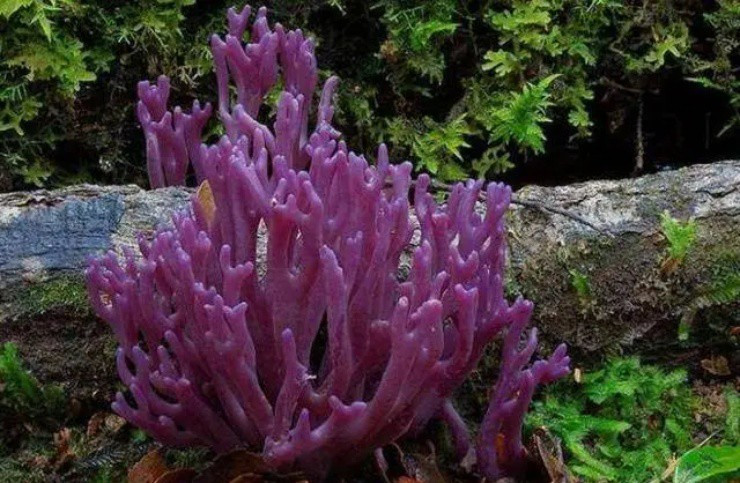 Vao rung san dac san “chan chuot” co gia hon nua trieu/kg-Hinh-3