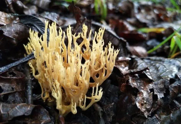 Vao rung san dac san “chan chuot” co gia hon nua trieu/kg