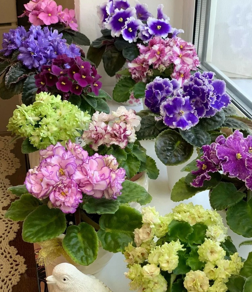  4. Tử linh lan: Cây cảnh tử linh lan hay còn gọi là màu tím châu Phi có tên tiếng Anh là African violet, tên khoa học là Saintpaulia ionantha, thuộc gia đình Tai Voi (Gesneriaceae). Cây cảnh này có vóc dáng nhỏ nhắn nhưng màu sắc và vẻ dễ thương của chúng được nhiều người ưa thích. 