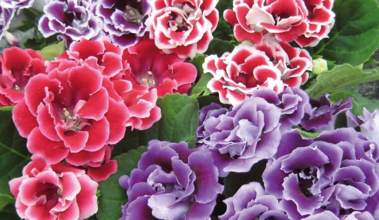 Thời kỳ ra hoa chính của cây cảnh tử la lan là vào mùa xuân và mùa hè. Bạn có thể cắt lá để nhân giống cây mới. Chỉ cần cắt lá, rải lên đất ẩm là sau 1 thời gian sẽ mọc thành cây con. Khi nhân giống, bạn phải cẩn thận không để cây tiếp xúc trực tiếp với ánh nắng mặt trời, nếu không lá sẽ dễ chuyển sang màu vàng và hoa sẽ héo.