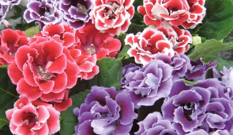 Thời kỳ ra hoa chính của cây cảnh tử la lan là vào mùa xuân và mùa hè. Bạn có thể cắt lá để nhân giống cây mới. Chỉ cần cắt lá, rải lên đất ẩm là sau 1 thời gian sẽ mọc thành cây con. Khi nhân giống, bạn phải cẩn thận không để cây tiếp xúc trực tiếp với ánh nắng mặt trời, nếu không lá sẽ dễ chuyển sang màu vàng và hoa sẽ héo.