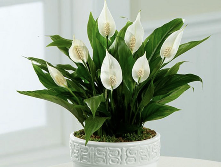  Giống như cây hồng môn, cây cảnh này không ưa ánh sáng. Ánh sáng càng mạnh thì cây sinh trưởng càng kém. Chỉ cần đặt cây cảnh ở nơi có ánh sáng rải rác, hoặc ở vị trí có rèm che phía đông sẽ tạo được môi trường sinh trưởng tốt nhất cho cây.