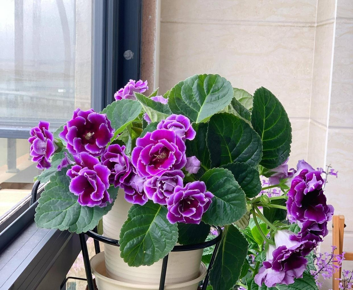  3. Tử la lan: Tử la lan (Gloxinia) hay còn gọi là hoa chuông tình yêu là một loại hoa củ có lá to và hoa lớn. Hoa của nó rất đẹp và đặc biệt, tuy có vóc dáng nhỏ bé nhưng hoa lại to như hoa loa kèn. 