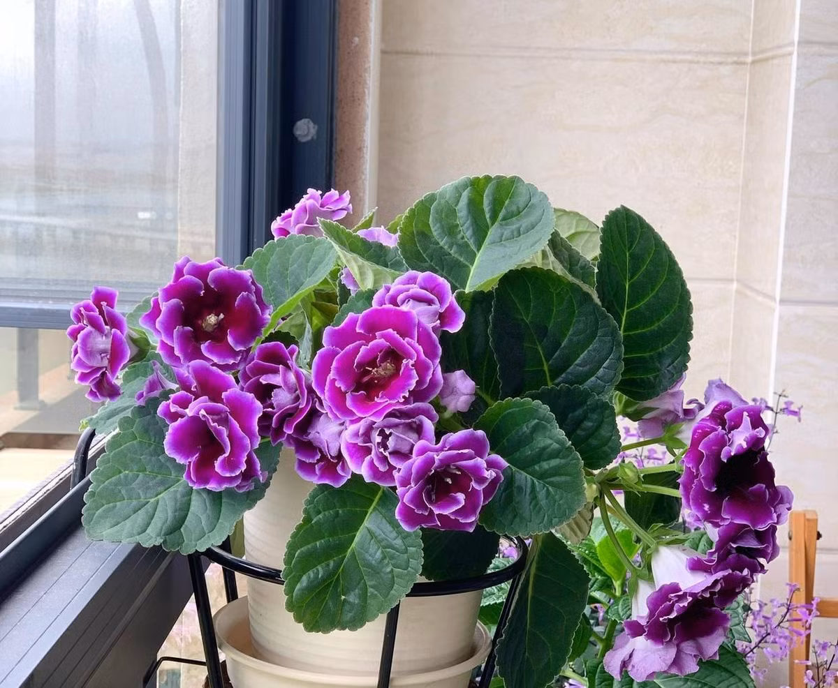  3. Tử la lan: Tử la lan (Gloxinia) hay còn gọi là hoa chuông tình yêu là một loại hoa củ có lá to và hoa lớn. Hoa của nó rất đẹp và đặc biệt, tuy có vóc dáng nhỏ bé nhưng hoa lại to như hoa loa kèn. 