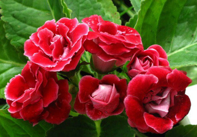  Bạn chỉ cần dùng tay chạm vào là có thể cảm nhận được cánh hoa mịn như lụa nên còn được gọi là hoa nhung, thích hợp trang trí trong các dịp lễ hội quan trọng.