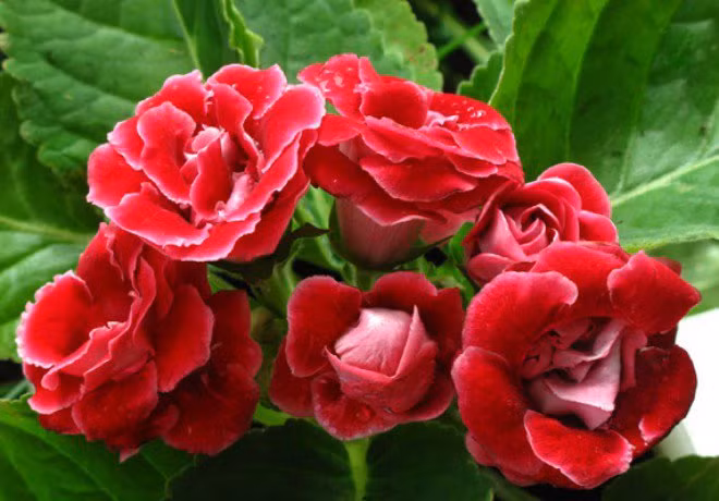  Bạn chỉ cần dùng tay chạm vào là có thể cảm nhận được cánh hoa mịn như lụa nên còn được gọi là hoa nhung, thích hợp trang trí trong các dịp lễ hội quan trọng.