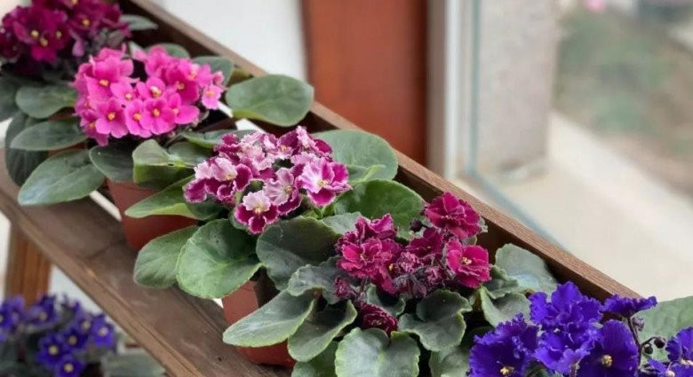 Cây cảnh này thích ánh sáng khuếch tán hơn là ánh sáng trực tiếp. Ánh sáng quá mạnh sẽ làm cháy lá. Vì vậy, bạn hãy cung cấp bóng râm thích hợp vào buổi trưa và buổi chiều, đặc biệt khi nhiệt độ cao hơn 30 độ. Miễn là ánh sáng mặt trời tương đối dịu, cây cảnh có thể nhận nhiều nắng, tốt nhất khoảng 6-8 giờ có ánh nắng mỗi ngày.