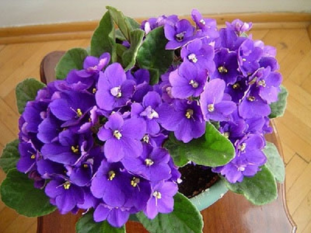 Khi đặt cây cảnh này trong phòng, cây sẽ có tác dụng lọc không khí, trang trí, điều hòa tinh thần và giải tỏa áp lực. Dù trong bất cứ không gian nào thì cây cũng sẽ đem lại cho chúng ta một cảm giác dễ chịu.