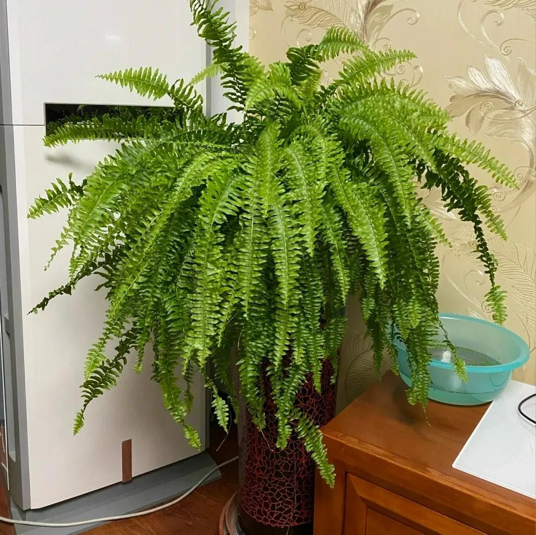  Cây cảnh này luôn chiếm được cảm tình của mọi người. Lá của nó tươi tốt và tràn đầy sức sống khi được đặt trong nhà, nó có thể mang đến cho con người một bầu không khí nhiệt đới mạnh mẽ và khiến con người cảm thấy vui vẻ.