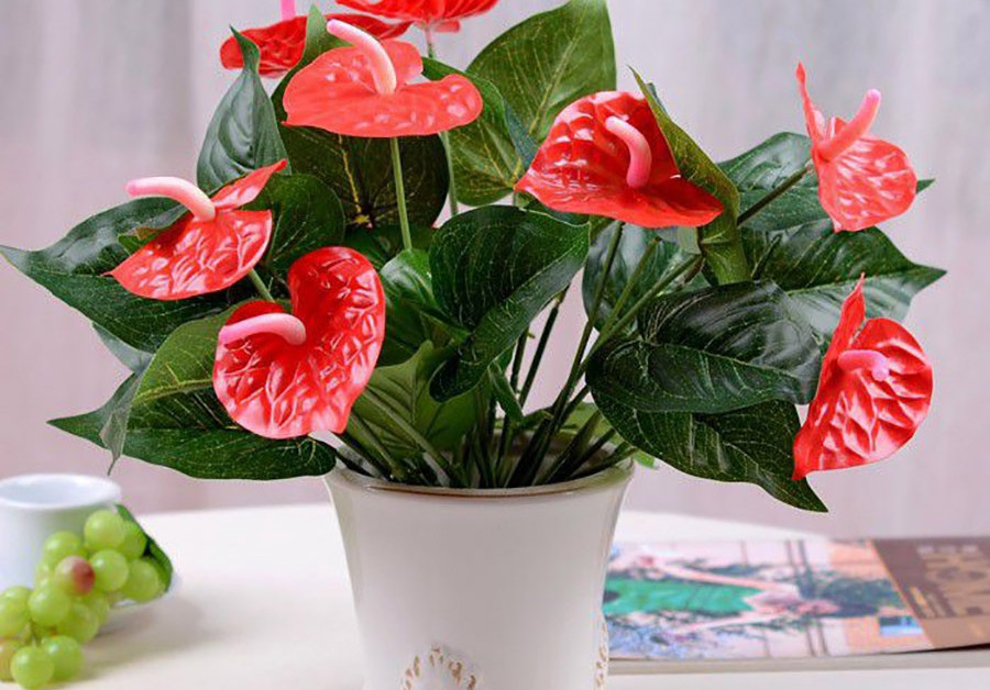  Hồng môn có nghĩa là là cánh cửa mở ra những điều may mắn và hạnh phúc. Sự tồn tại của cây cảnh này luôn mang đến bầu không khí vui vẻ cho môi trường xung quanh, như báo trước một năm mới an khang thịnh vượng.