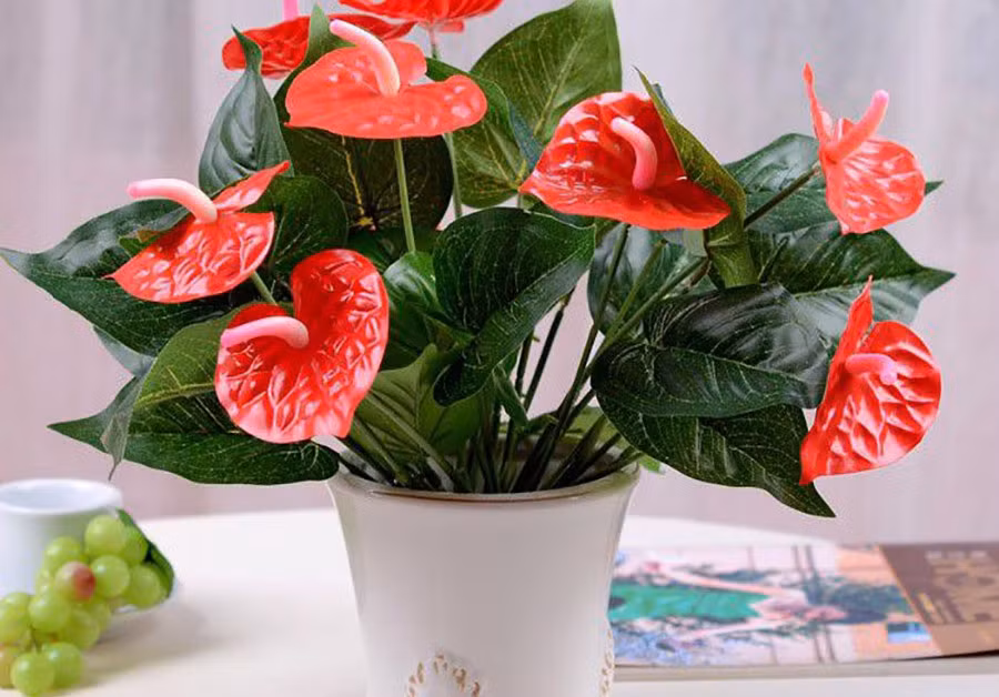  Hồng môn có nghĩa là là cánh cửa mở ra những điều may mắn và hạnh phúc. Sự tồn tại của cây cảnh này luôn mang đến bầu không khí vui vẻ cho môi trường xung quanh, như báo trước một năm mới an khang thịnh vượng.