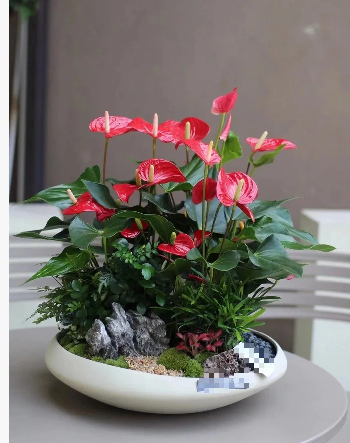  Cây cảnh này không có nhu cầu cao về ánh sáng và cần môi trường có ánh sáng tán xạ. Vì vậy, khi trồng hồng môn ở nhà, tốt nhất nên đặt ở nơi có ánh sáng, nhưng ở vị trí rải rác ánh sáng và ánh sáng tán xạ để duy trì độ ẩm và giữ ẩm cho đất. Như vậy, cây cảnh sẽ nở hoa quanh năm.