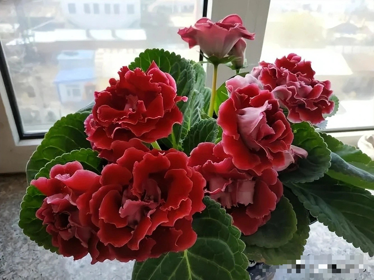  Hoa của cây cảnh này có cánh hoa đơn và cánh hoa kép. Màu sắc cũng rất phong phú và hầu hết là hoa nhiều màu. Đặt các chậu hoa này trên ban công hoặc cửa sổ nhìn rất nổi bật, sang trọng.