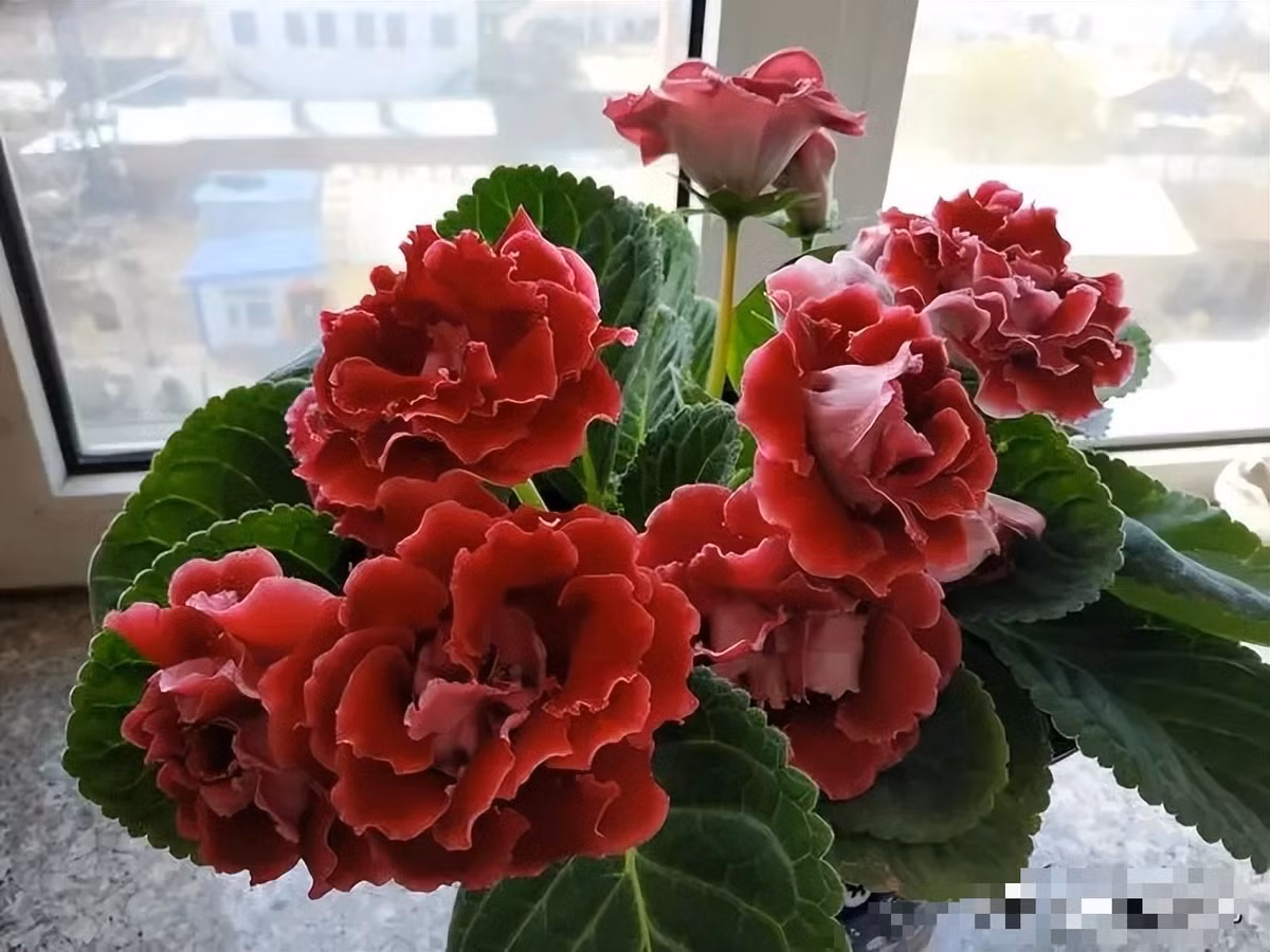  Hoa của cây cảnh này có cánh hoa đơn và cánh hoa kép. Màu sắc cũng rất phong phú và hầu hết là hoa nhiều màu. Đặt các chậu hoa này trên ban công hoặc cửa sổ nhìn rất nổi bật, sang trọng.