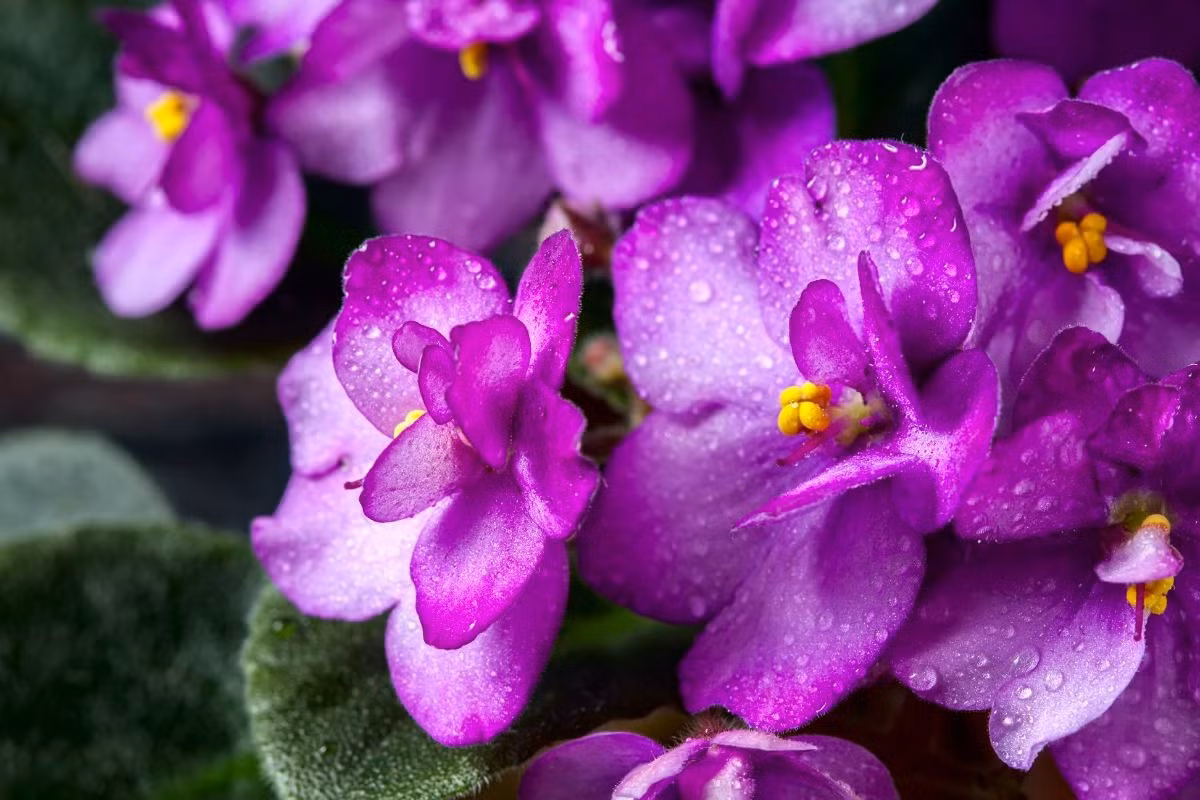  Với những chiếc lá dày dặn và nhiều lông tơ, cây cảnh này có tác dụng mạnh mẽ trong việc thanh lọc không khí và hút các chất độc hại như Aldehyde, benfen.