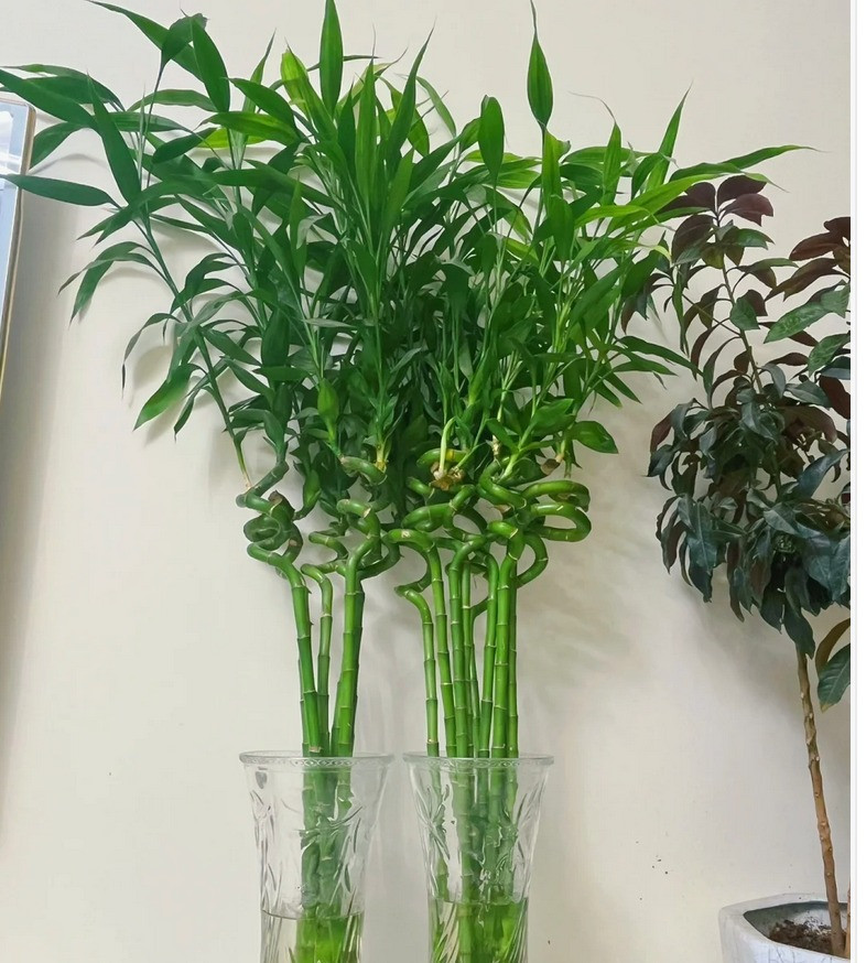  Đây là loại cây tốt lành được nhiều người ưa thích, ngay cả nhà giàu cũng ưa chuộng. Trong phong thủy, khi trồng cây cảnh phát tài phát lộc trong nhà thì Thần Tài gõ cửa, may mắn chạm ngõ, gia đình vượng khí, phát lộc.