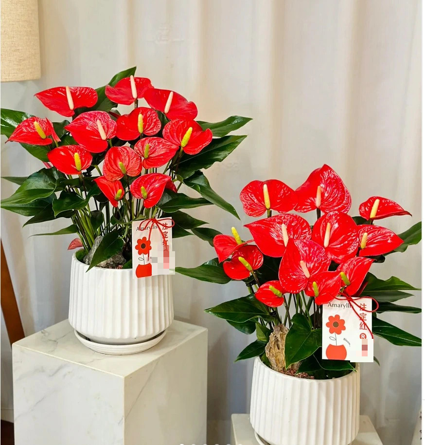  1. Hồng môn: Hồng môn là cây cảnh cát tường. Nó sáng như lửa, mang đến cho con người cảm giác sống động. Trong phong thủy, màu đỏ là màu tượng trưng cho sự may mắn và hạnh phúc. Còn “môn” là từ chỉ cánh cửa, thứ rất quan trọng trong văn hoá xưa. 