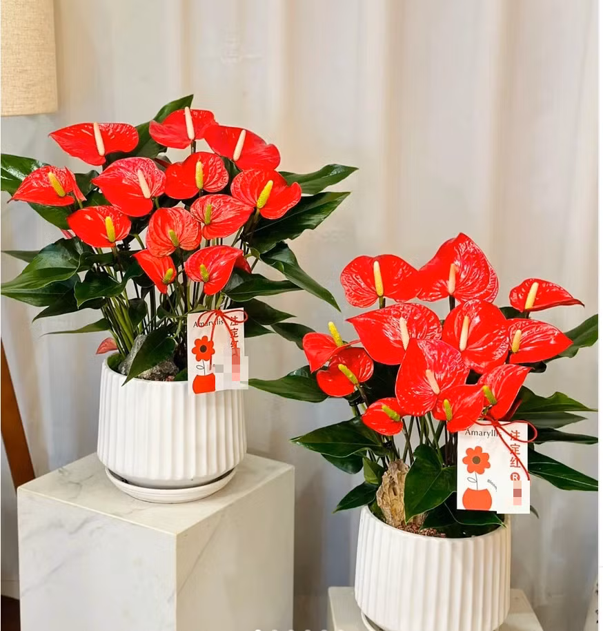  1. Hồng môn: Hồng môn là cây cảnh cát tường. Nó sáng như lửa, mang đến cho con người cảm giác sống động. Trong phong thủy, màu đỏ là màu tượng trưng cho sự may mắn và hạnh phúc. Còn “môn” là từ chỉ cánh cửa, thứ rất quan trọng trong văn hoá xưa. 