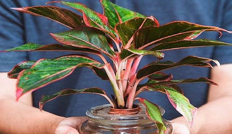  3. Cây phú quý. Là loại cây có lá màu xanh viền đỏ hồng rất đẹp mắt. Đây là một giống cây có nguồn gốc từ Indonesia, có khả năng thanh lọc không khí, giảm bớt ô nhiễm khói bụi, giúp không gian sống trong lành hơn.
