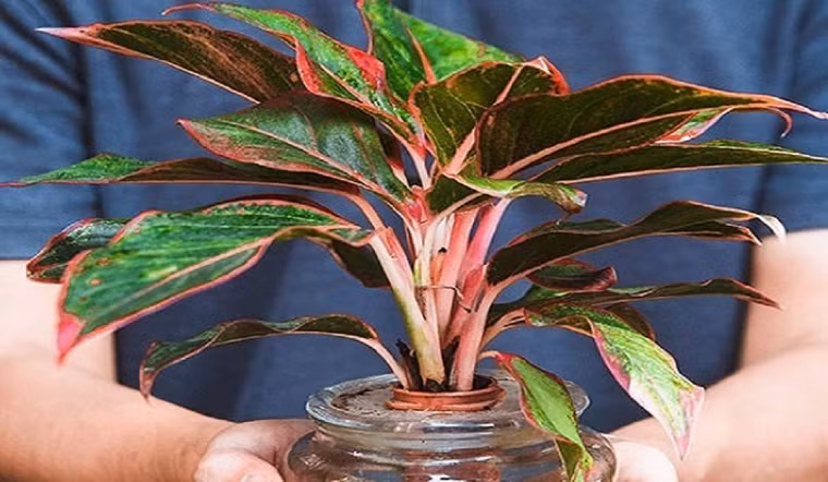  3. Cây phú quý. Là loại cây có lá màu xanh viền đỏ hồng rất đẹp mắt. Đây là một giống cây có nguồn gốc từ Indonesia, có khả năng thanh lọc không khí, giảm bớt ô nhiễm khói bụi, giúp không gian sống trong lành hơn.