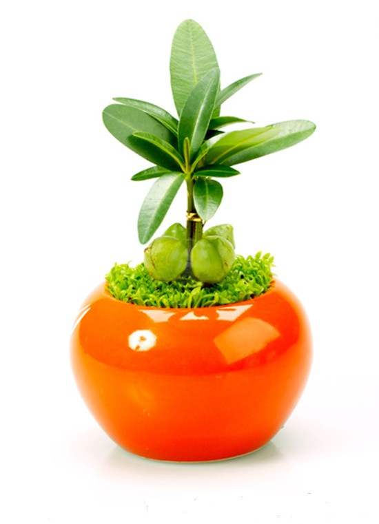 Cây sống tốt trong môi trường có ánh sáng nhẹ, tượng trưng cho sự sung túc, đem đến phúc khí cho cơ quan, phòng làm việc. Ngoài ra, mọi người cũng có thể trồng cây tùng, sung trên bàn làm việc để mang về tài lộc.