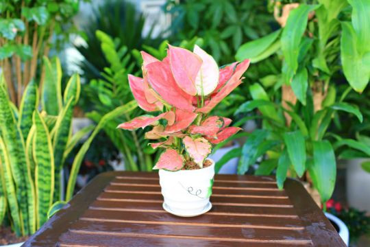  4. Cây vạn lộc. Đây là loại cây cảnh mang lại cho dân công sở vô vàn tài lộc. Cây có màu sặc sỡ như đỏ, cam, hồng,… với viền lá màu xanh. Lá cây dày, bóng, nổi gân, mọc thẳng đứng, tán phủ tròn.