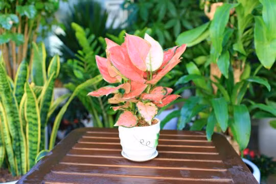  4. Cây vạn lộc. Đây là loại cây cảnh mang lại cho dân công sở vô vàn tài lộc. Cây có màu sặc sỡ như đỏ, cam, hồng,… với viền lá màu xanh. Lá cây dày, bóng, nổi gân, mọc thẳng đứng, tán phủ tròn.