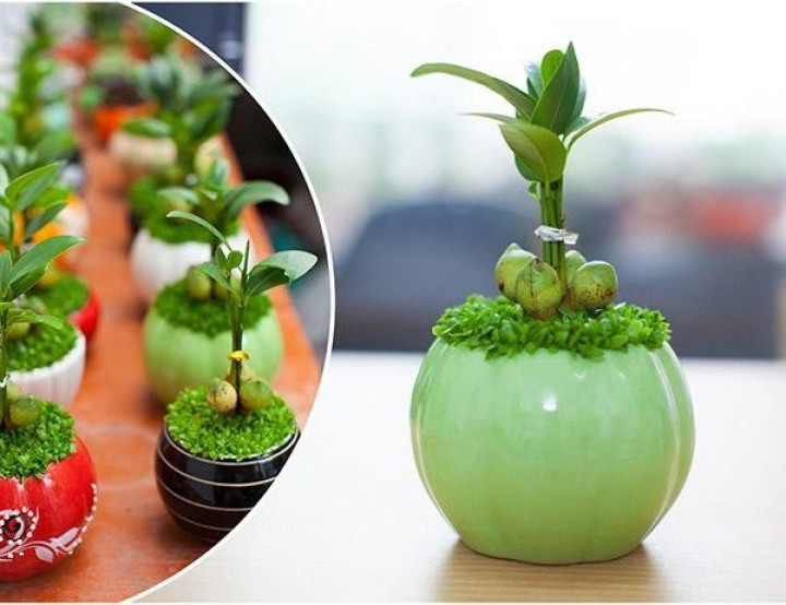  5. Cây may mắn. Là loại cây sẽ giúp dân công sở có được nhiều vượng khí tài lộc. Cây thường có 3 hoặc 5 quả, bao quanh thành hình tròn phần dưới thân tạo nên sự hài hòa, vững chắc.