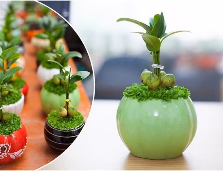  5. Cây may mắn. Là loại cây sẽ giúp dân công sở có được nhiều vượng khí tài lộc. Cây thường có 3 hoặc 5 quả, bao quanh thành hình tròn phần dưới thân tạo nên sự hài hòa, vững chắc.