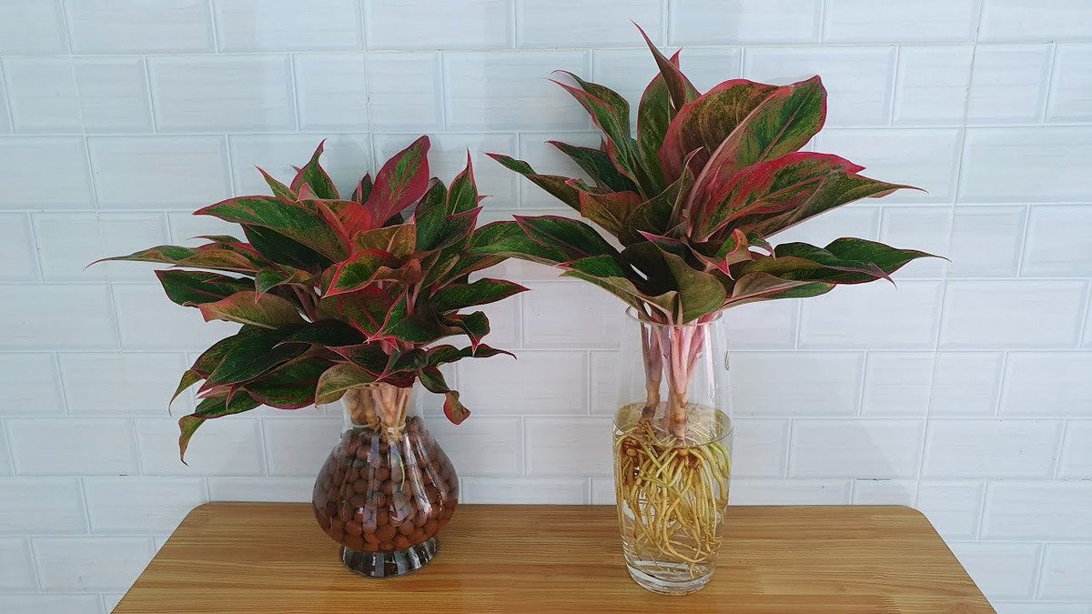 Theo quan niệm phong thủy, cây phú quý còn tượng trưng cho sự may mắn và tốt lành trong cuộc sống. Thế nên, trồng cây phú quý vừa giúp mang lại vượng khí vừa tốt cho sức khỏe của dân công sở, văn phòng.