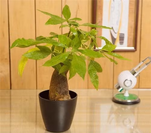 Hơn hết, đây cũng là loại cây dễ trồng và dễ chăm sóc. Mọi người nên đặt cây kim ngân góc bên phải bàn làm việc.