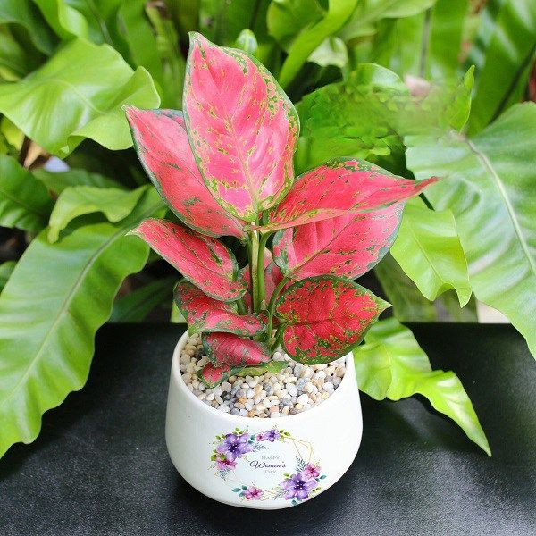 Từ tên gọi, hình dáng cho đến màu sắc của cây đều vô cùng bắt mắt và tràn đầy năng lượng. Vì thế nên vạn lộc rất sang trọng và có ý nghĩa tốt trong phong thủy. Cây vạn lộc nên được để trên một chỗ cao và ở góc bàn làm việc.