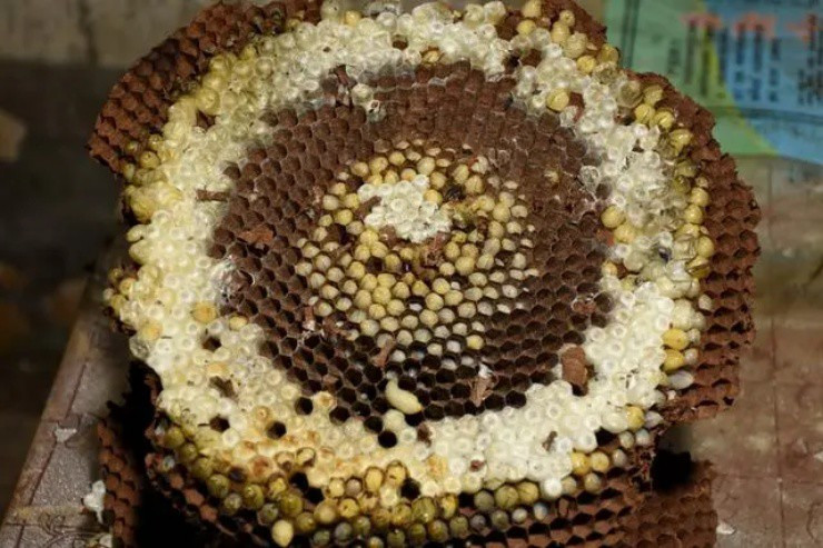 Lam thue 20 nam khong xu dinh tui, nuoi thu nay thu gan ty/nam-Hinh-2