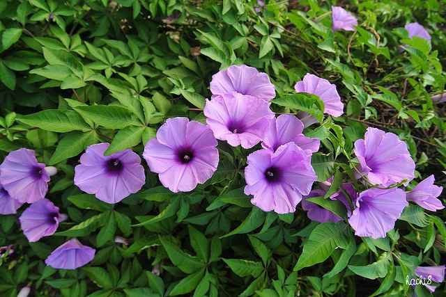 1. Cây cảnh: Bìm bìm: Bìm bìm (Impomoea cairica) là loại dây leo ưa ẩm và ánh sáng thường mọc hoang ở nơi bụi và bờ rào, được tìm thấy ở nhiều vùng quê, vùng núi thấp, trung du và đồng bằng. 