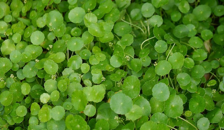 br/> 4. Cây cảnh: Cỏ tiền đồng: Tên gọi của cây cảnh này đã mang ý nghĩa vô cùng rõ ràng về phú quý, thịnh vượng, hút may mắn, tài lộc cho gia chủ. Có thể nói, đây là cây cảnh có ý nghĩa phong thủy được nhiều người ưa thích. 