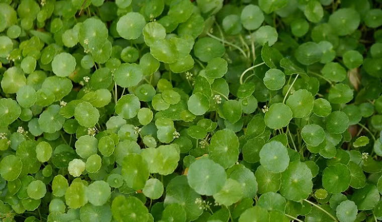 br/> 4. Cây cảnh: Cỏ tiền đồng: Tên gọi của cây cảnh này đã mang ý nghĩa vô cùng rõ ràng về phú quý, thịnh vượng, hút may mắn, tài lộc cho gia chủ. Có thể nói, đây là cây cảnh có ý nghĩa phong thủy được nhiều người ưa thích. 