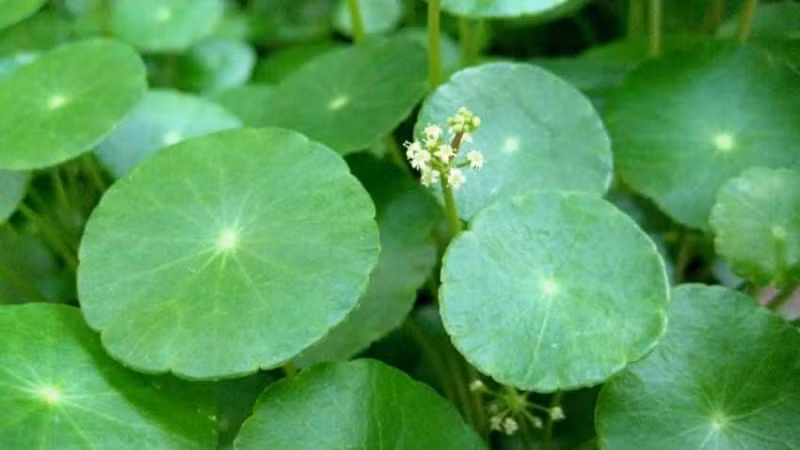  Cây cỏ đồng tiền chính là một loại cây thảo mộc, thân mềm và lá màu xanh mướt. Lá cây có màu xanh mướt mắt, phiến lá nhẵn bóng, nhìn rất giàu sức sống, là hiện tượng tốt trong phong thủy.