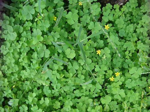  5. Cây cảnh: Chua me đất: Cây cảnh này là cây bao phủ mặt đất, có khả năng thích ứng và sức sống mạnh mẽ. Có rất nhiều loại chua me đất với những chiếc lá xanh tươi và hoa màu vàng, hồng, tím, trắng... xinh đẹp. Chua me đất sinh sản bằng củ giống, thời kỳ ra hoa chủ yếu vào mùa đông xuân, chịu lạnh tốt, hoa tươi và thanh nhã, rất đẹp.