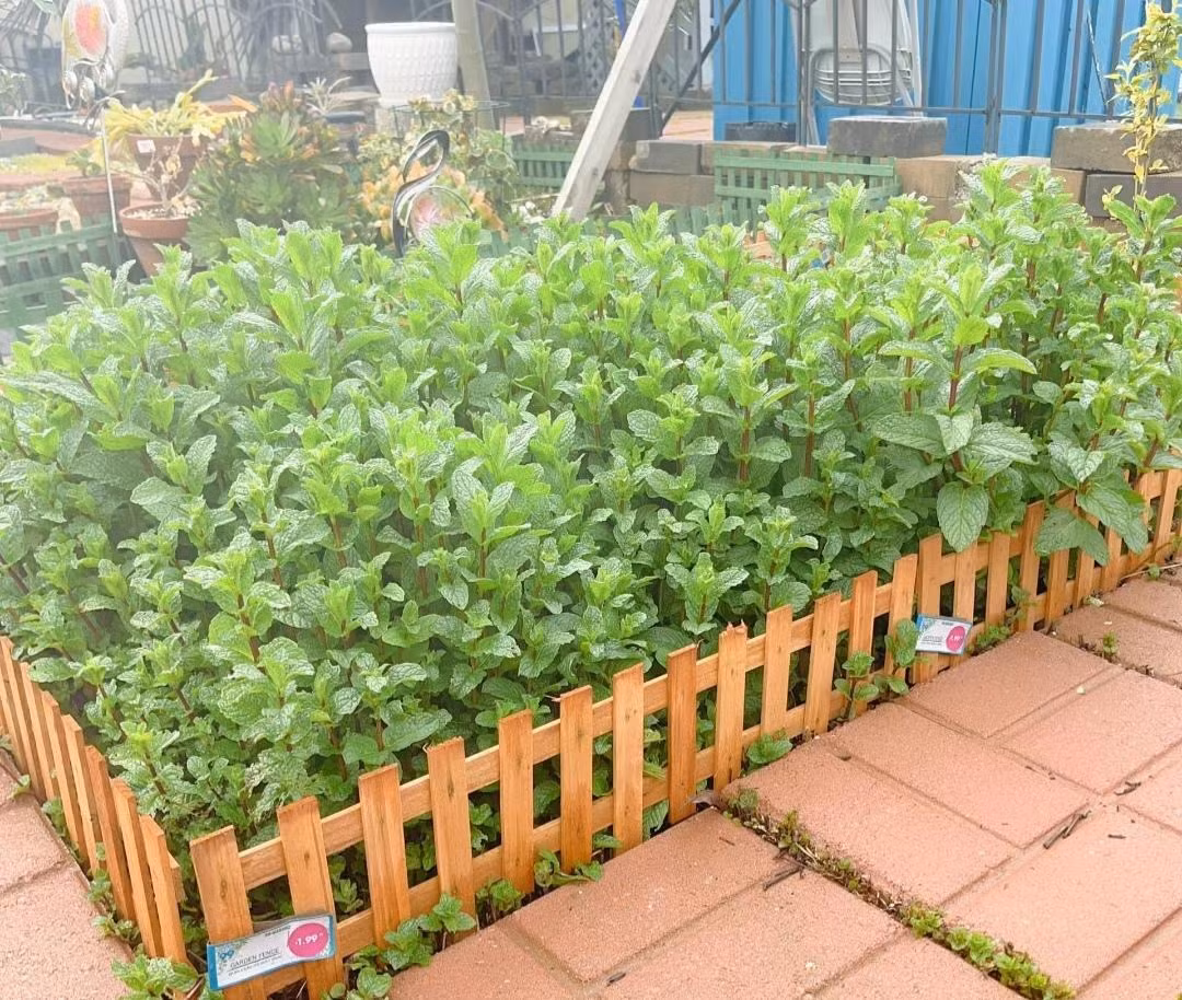 Sự phát triển của bạc hà là cơn ác mộng của người trồng hoa. Khi bạc hà đã bao phủ mặt đất thì kể cả cỏ dại cũng khó mà mọc được. Do đó, nếu bạn cũng muốn trồng bạc hà thì nên trồng trong chậu, không nên trồng dưới đất. Trồng một hoặc hai chậu để đảm bảo đủ ánh sáng và phân bón, cây sẽ phát triển nhanh chóng để đáp ứng nhu cầu của gia đình.