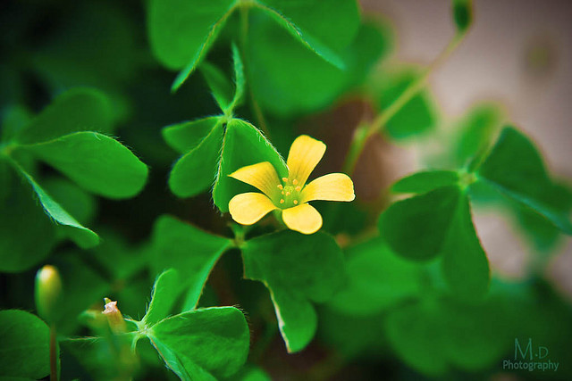 Đặc biệt là cây chua me đất hoa hồng tím rất ngoan cường và sinh sản với tốc độ đáng báo động. Do đó, bạn đừng vì mê đắm vẻ xanh mướt của cây chua me đất mà vội trồng chúng ở sân vườn. Nếu thích hãy trồng chúng trong chậu.